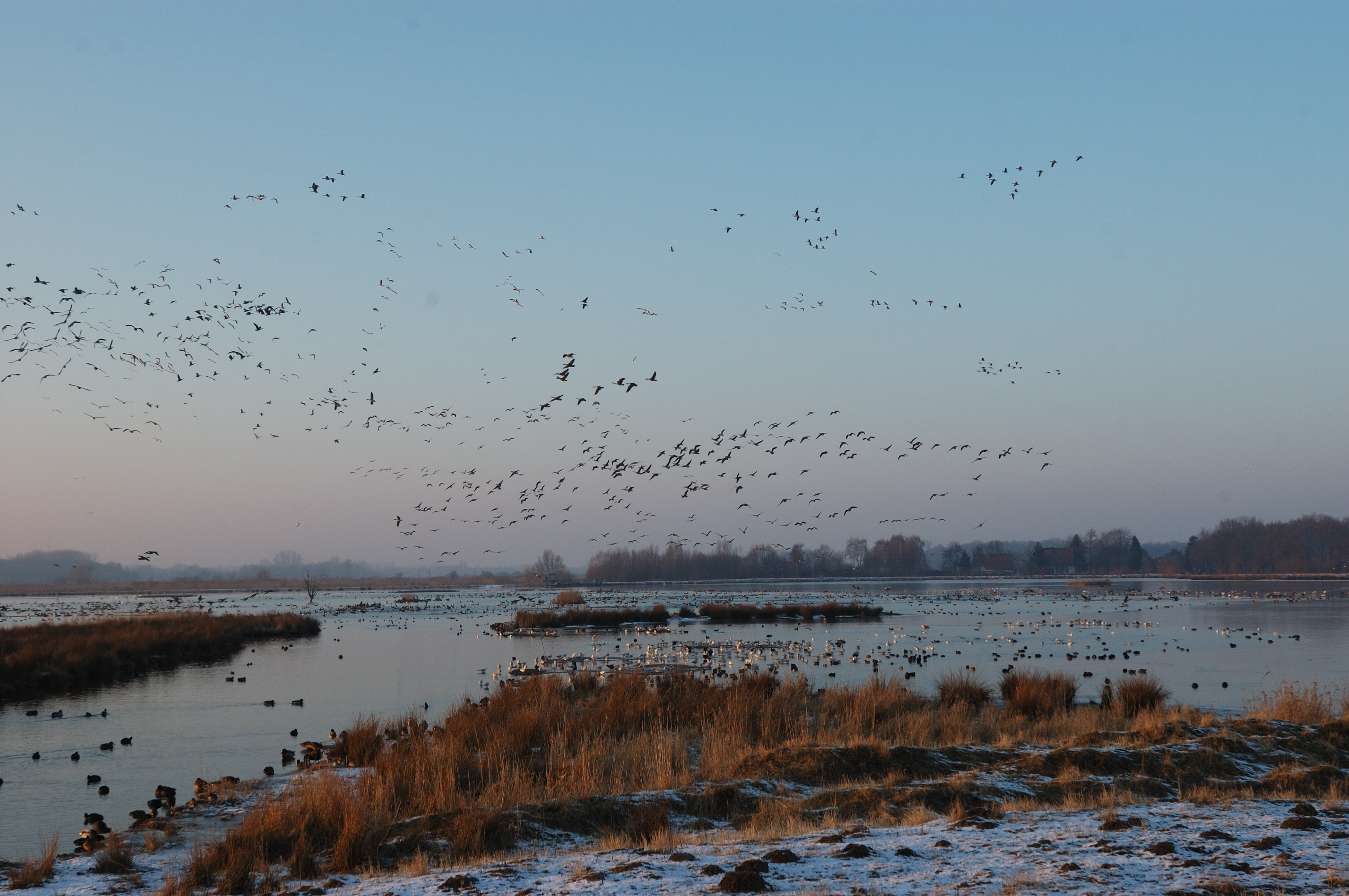 Stiftung Wald, Wild und Flur in Europa fördert Biologische Station Rieselfelder Münster. Foto: Thomas Kepp.