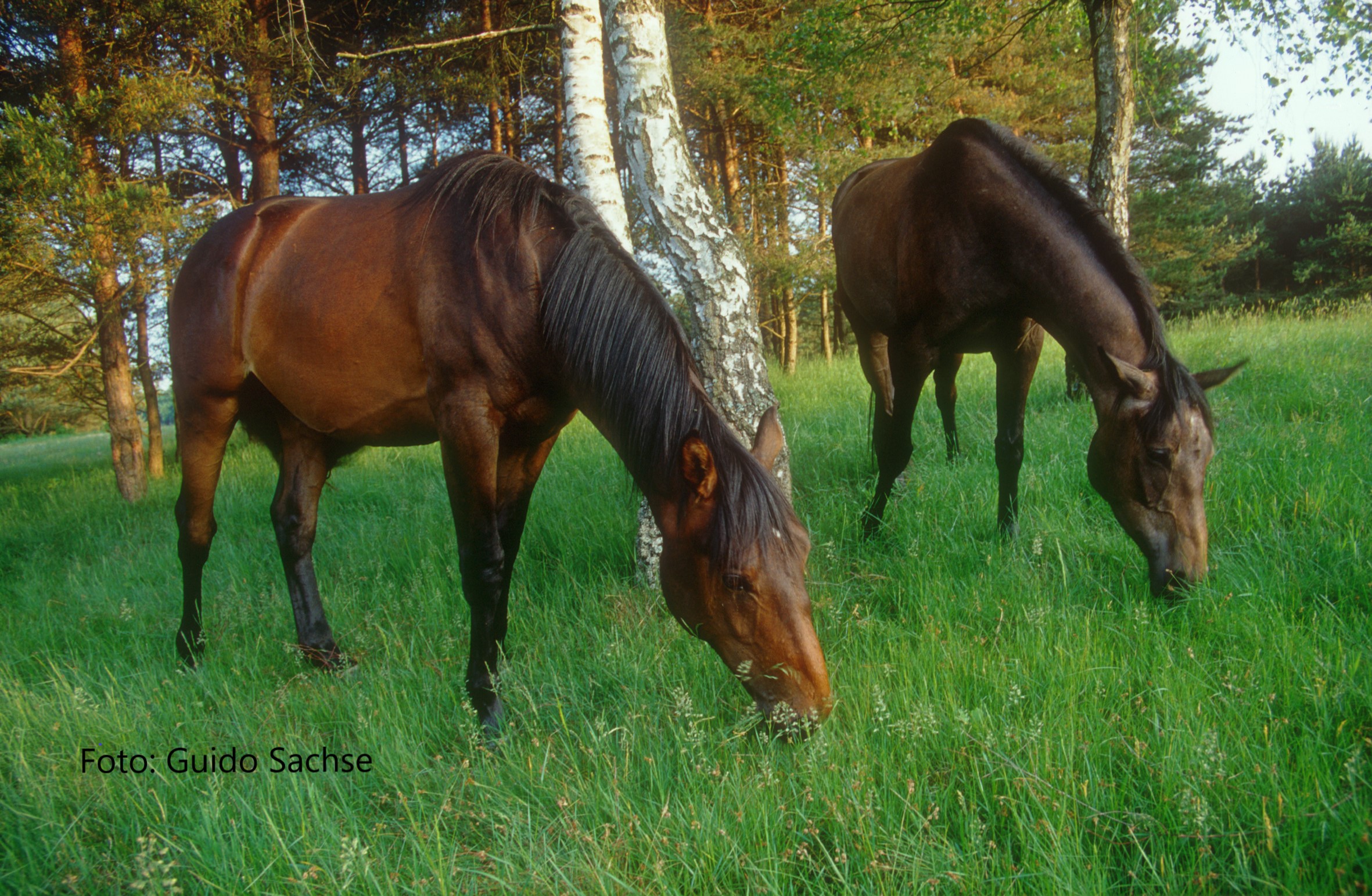 „Senner Pferde“, Beweidungsprojekt für Naturschutz, Landschaftsschutz und Heimatpflege