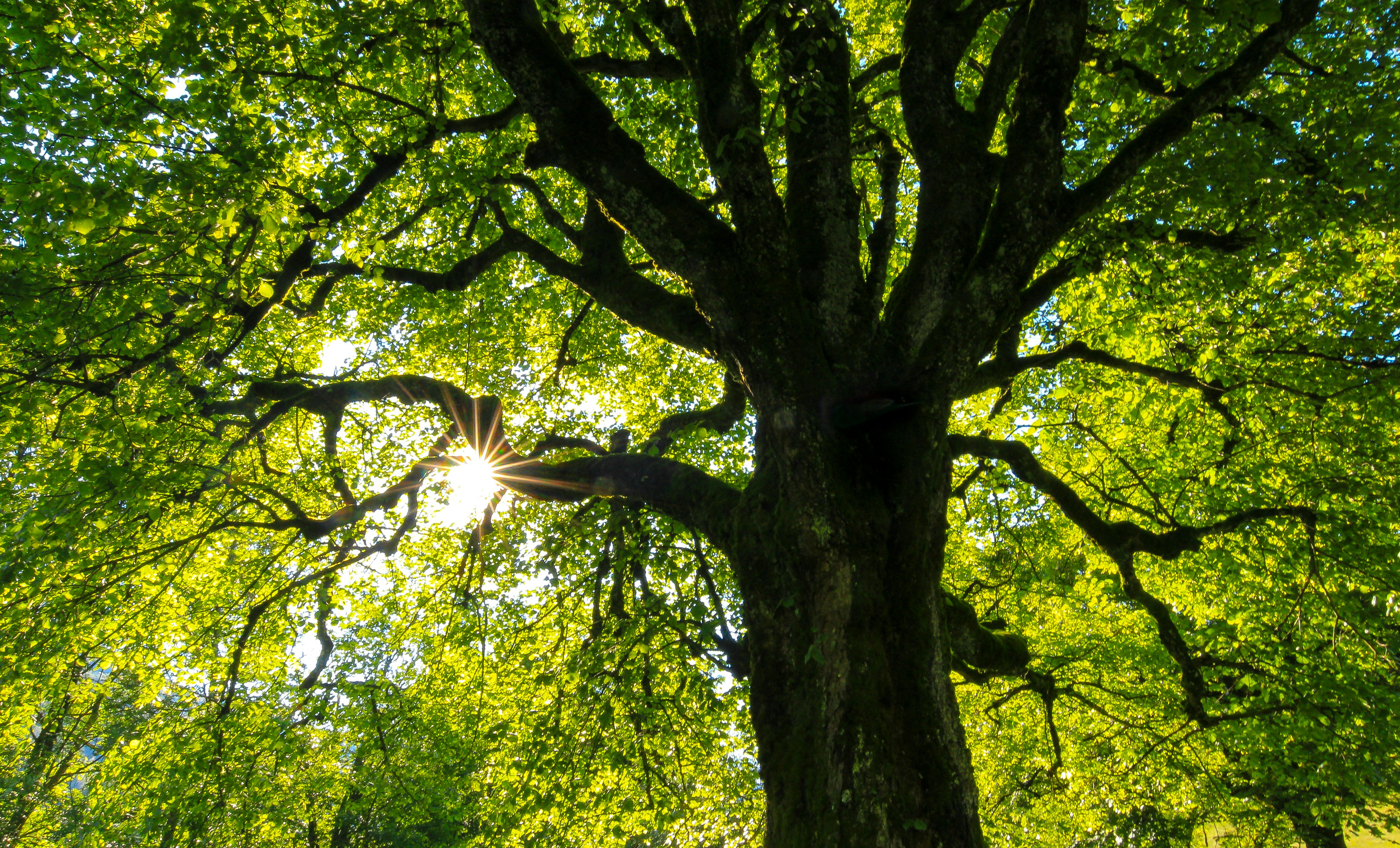 Wald