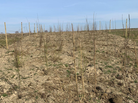 Anlage einer Naturschutzfl&auml;che in der Gemarkung 55239 Gau-Odernheim in Rheinhessen