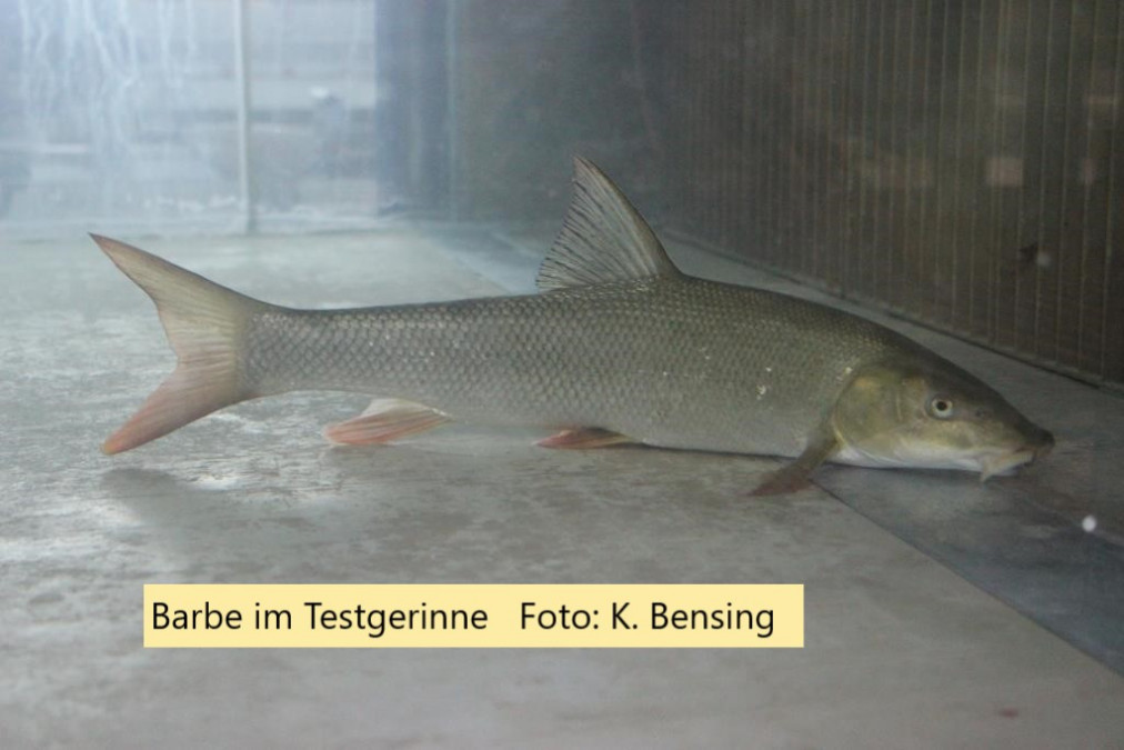 Barbe im Testgerinne