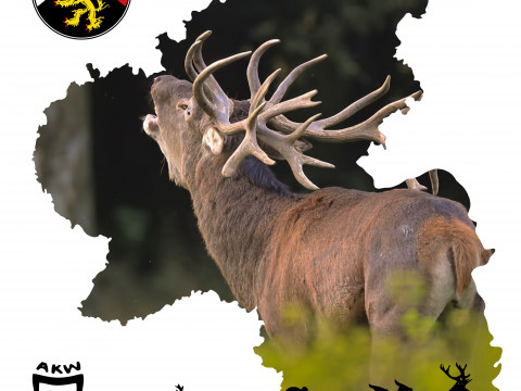 Genetische Vielfalt und genetische Isolation beim Rotwild in Rheinland-Pfalz
